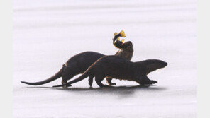 5마리가 한 앵글에…사진작가가 촬영한 충주 도심 ‘수달 가족’