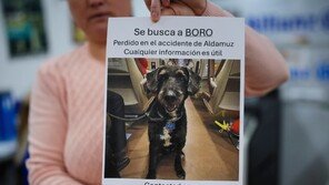 스페인 열차 참사 때 실종된 반려견, 나흘 만에 가족 품으로