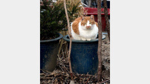 [고양이 눈]“잠시 쉬고 갑니다”