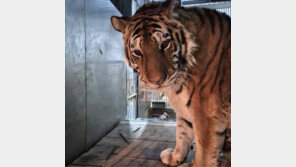 “20년간 다가와 반겨줘서 고마워”…호랑이 ‘이호’, 하늘로