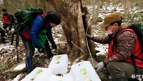 예년보다 일찍… 고로쇠 수액 채취 시작