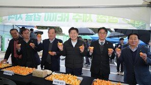 화석연료 아닌 ‘제주 볕’으로 키운 감귤 출하