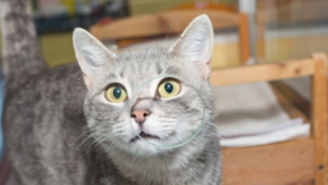 “밥 거부하고 공격적?”…반려동물 3000만 마리가 겪는 ‘이것’