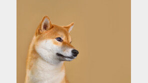 “일본 개는 맞아야”…中미용사 ‘시바견 매타작’ 논란