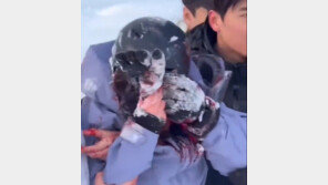 인생샷이 뭐라고…희귀 눈표범에 다가갔다 중상