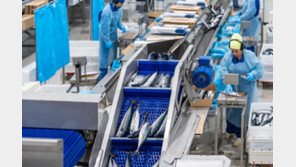 “지속 가능한 자원을 위한 선택”… 노르웨이 고등어가 귀한 이유