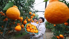 “지리산이 키운 한라봉 맛보세요”