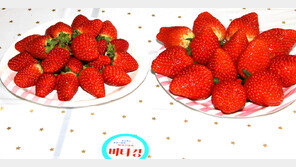 경북농업기술원, 딸기 신품종 ‘비타킹’ 홍보 나서