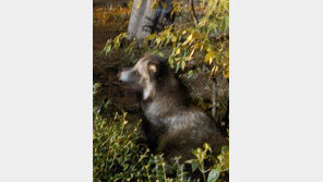 귀엽다고 다가갔다간 위험…겨울철 ‘공수병’ 감염 주의