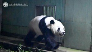 日 마지막 판다, 中 도착해 판다기지 입주…검역 후 공개할 듯