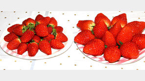 비타민C 40% 더 많은 ‘비타킹’ 딸기 맛보세요