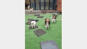 강남구, 설 연휴에 반려견 공짜로 맡아준다