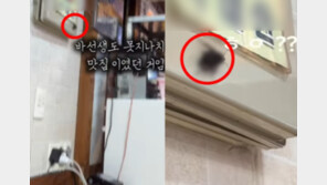 떡볶이 먹다 기겁, 맛집 명패에 대형 바퀴벌레가…