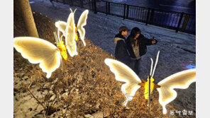 “여기 봐∼”… 황금빛 나비 앞에서 찰칵