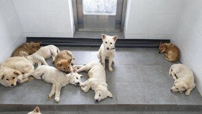 제주서 유기된 동물 절반은 안락사