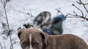 “폭설 속 96시간” 히말라야서 숨진 주인 지킨 핏불