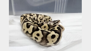 “뱀이다” 강남 지하철 화장실서 화들짝…멸종위기 ‘볼파이톤’