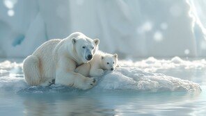 해빙 감소했는데…북극곰, 살찌고 건강해져, 무슨일?