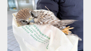 “황조롱이 건물 유리벽 충돌?” 부산 도심서 1마리 구조