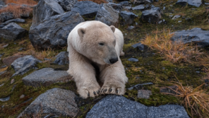 얼음 녹았는데 오히려 ‘통통’해진 북극곰? “새 먹이 찾았다”
