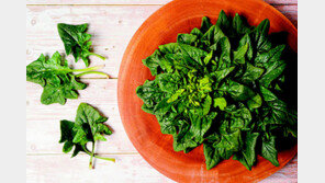 청정 신안에서 나는 명품 시금치-천일염 맛보세요