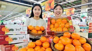 ‘당도 왕’ 제주 레드향, 전국 농협서 저렴하게 판매