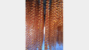 인공첨가물-기계 건조 ‘NO’… 자연이 만든 곶감