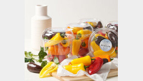 청풍명월 고장 화순 명품 파프리카… 맛과 영양도 만점