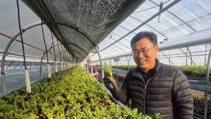 봄나물 두릅 겨울에도 맛본다