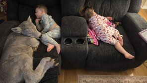 혹한 속 태어난 송아지 집에 들였더니…세살배기 아들과 낮잠