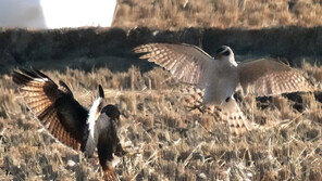 ‘천연기념물’ 참매 vs ‘겨울 철새’ 말똥가리 먹이다툼…승자는? 