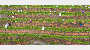 제주 당근, 남아돈다