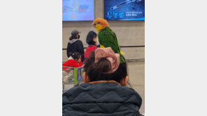 색감 있는 하루[고양이 눈]