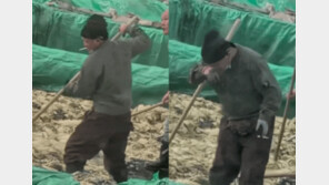 절임배추 위에서 담배 피고 침 ‘퉤’…中공장 허가 취소