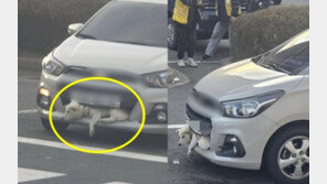 ‘차 범퍼에 깬 개’ 사진의 진실은?…목격자 “말도 안되는 억측”