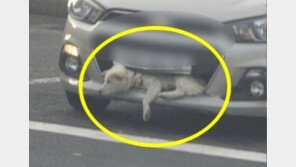 [단독]‘차 범퍼에 낀 강아지’ 사진의 진실은…학대? 사고?