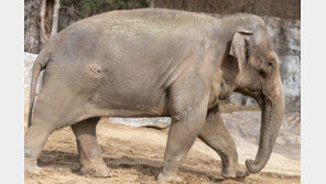 “산책 나섰다가 참변”… 태국 국립공원서 야생 코끼리 공격에 60대 사망