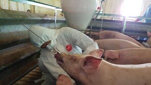 경남 창녕 양돈농장서 ASF 발생…정부, 긴급방역 조치