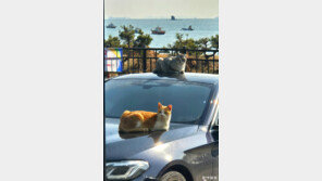 [고양이 눈]여기가 휴양지