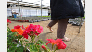 봄기운 스쳤다 다시 한겨울…내일 최저 -12도·서울 -8도 ‘꽁꽁’