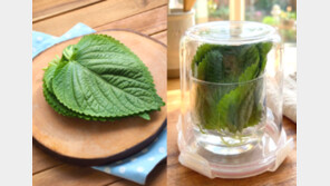 어제 산 깻잎 검은 반점 왜?…“이렇게 보관하세요” [알쓸톡]