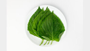 어제 산 깻잎 검은 반점 왜?…“이렇게 보관하세요” [알쓸톡]