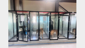 “냄새 나, 가위바위보 해” 동물보호소 단체봉사 온 40명 ‘눈살’