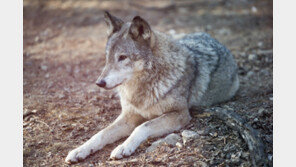 “가라, 아들아”…인간이 키운 늑대, 야생 우두머리로 성장