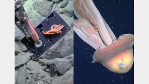 “지구 반대편 3000m 심해서 ‘한글’ 적힌 비디오테이프 발견