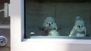 [고양이 눈]눈사람의 속마음