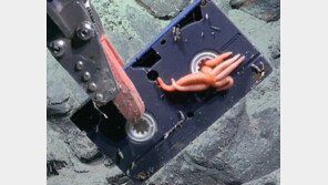 아르헨티나 해저 3000m에 ‘한국어 스티커’ 붙은 비디오 발견