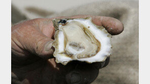 “한국산 생굴 먹고 식중독”…홍콩, 유통 경로 추적