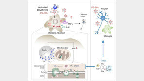 ‘뇌신경 염증’ 미세플라스틱 원인 찾았다…세계 첫 규명