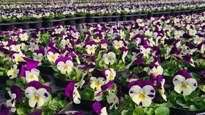 활짝 핀 비올라… “날 데려가세요”